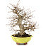 Carpinus coreana, 26 cm, ± 20 Jahre alt