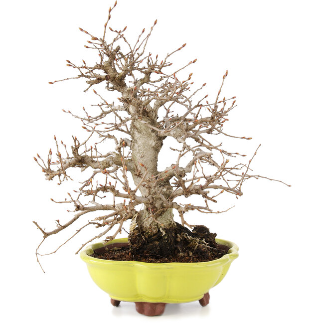 Carpinus coreana, 26 cm, ± 20 anni