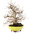 Carpinus coreana, 26 cm, ± 20 Jahre alt