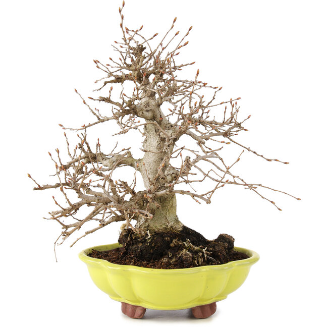 Carpinus coreana, 26 cm, ± 20 jaar oud