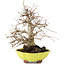 Carpinus coreana, 26 cm, ± 20 jaar oud