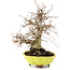 Carpinus coreana, 26 cm, ± 20 jaar oud