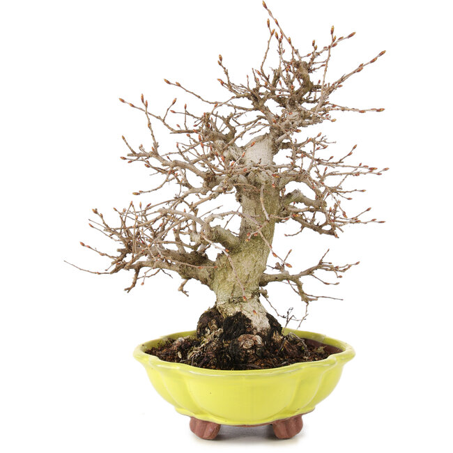 Carpinus coreana, 26 cm, ± 20 ans