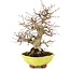 Carpinus coreana, 26 cm, ± 20 Jahre alt