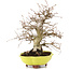 Carpinus coreana, 26 cm, ± 20 Jahre alt