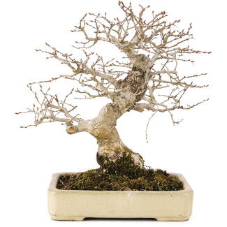 Carpinus coreana, 25 cm, ± 25 jaar oud