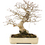 Carpinus coreana, 25 cm, ± 25 Jahre alt