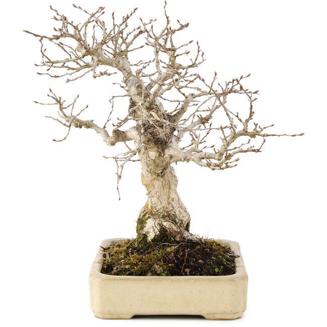 Carpinus coreana, 25 cm, ± 25 anni