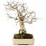 Carpinus coreana, 25 cm, ± 25 jaar oud