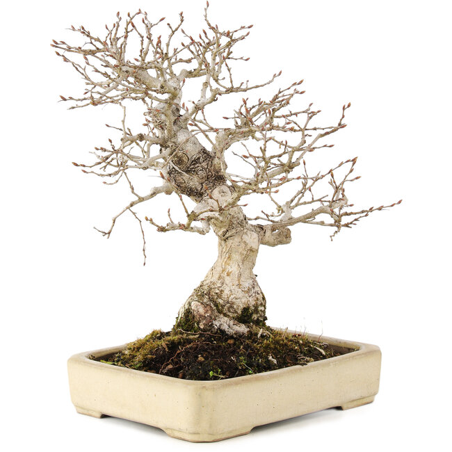 Carpinus coreana, 25 cm, ± 25 años