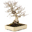 Carpinus coreana, 25 cm, ± 25 jaar oud