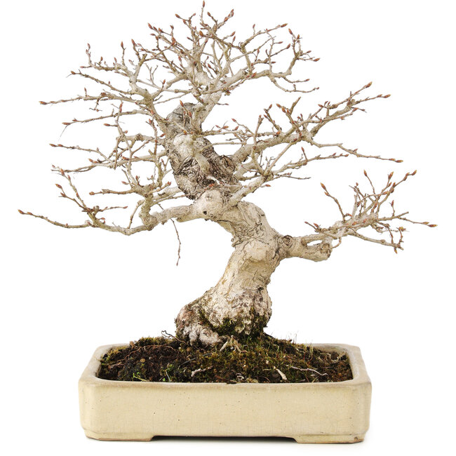 Carpinus coreana, 25 cm, ± 25 años