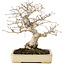 Carpinus coreana, 25 cm, ± 25 jaar oud