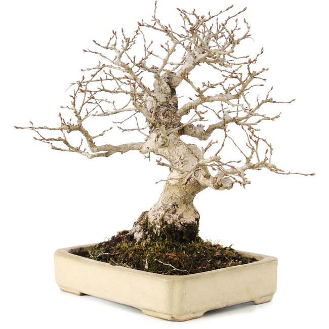 Carpinus coreana, 25 cm, ± 25 years old