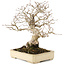 Carpinus coreana, 25 cm, ± 25 jaar oud