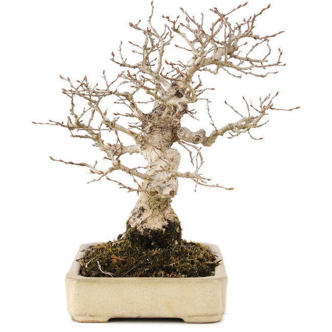 Carpinus coreana, 25 cm, ± 25 ans