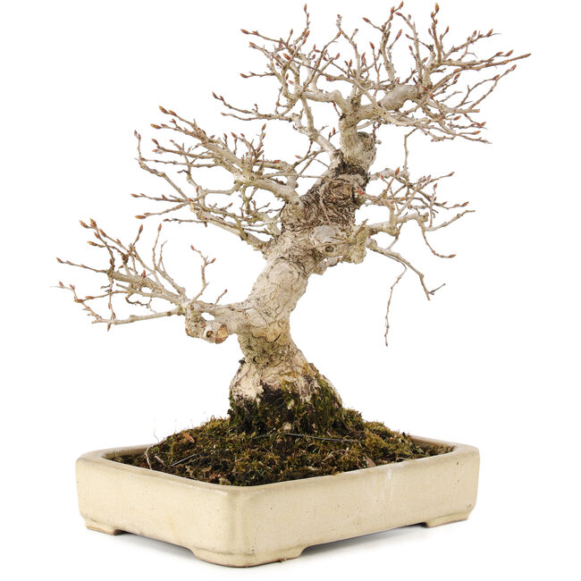 Carpinus coreana, 25 cm, ± 25 years old