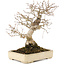 Carpinus coreana, 25 cm, ± 25 jaar oud