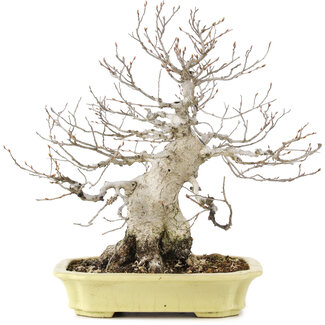 Hattori Tomoyuki Carpinus coreana, 35 cm, ± 30 Jahre alt