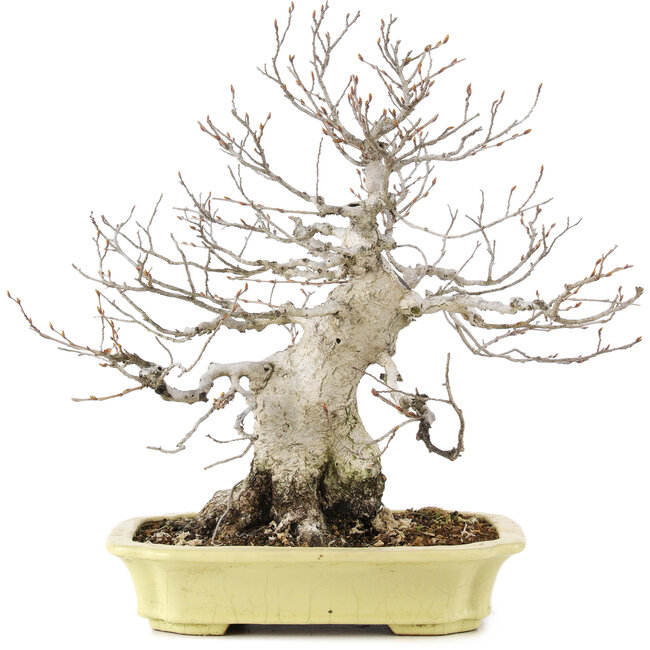 Carpinus coreana, 35 cm, ± 30 jaar oud, in handgemaakte Japanse pot van Hattori