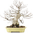 Carpinus coreana, 35 cm, ± 30 years old, in a handmade Japanese pot by Hattori