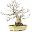 Carpinus coreana, 35 cm, ± 30 years old, in a handmade Japanese pot by Hattori