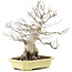 Carpinus coreana, 35 cm, ± 30 years old, in a handmade Japanese pot by Hattori