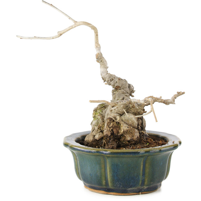 Ilex serrata, 17 cm, ± 15 years old