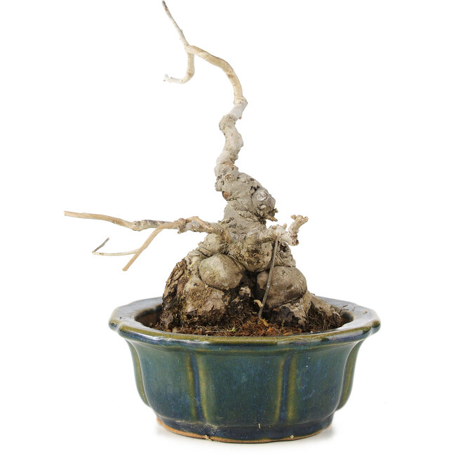 Ilex serrata, 17 cm, ± 15 jaar oud