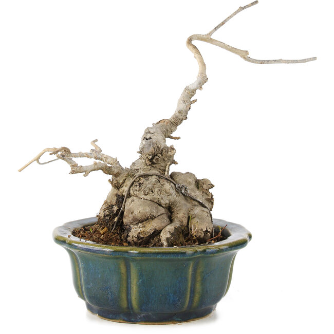 Ilex serrata, 17 cm, ± 15 Jahre alt