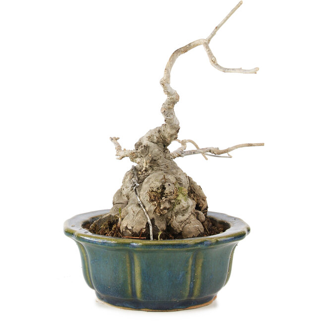 Ilex serrata, 17 cm, ± 15 ans