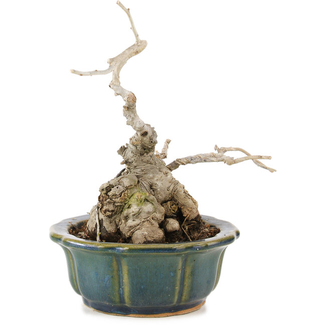 Ilex serrata, 17 cm, ± 15 years old