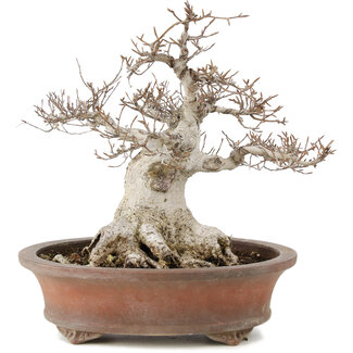 Zenigo Fagus crenata, 32 cm, ± 30 anni