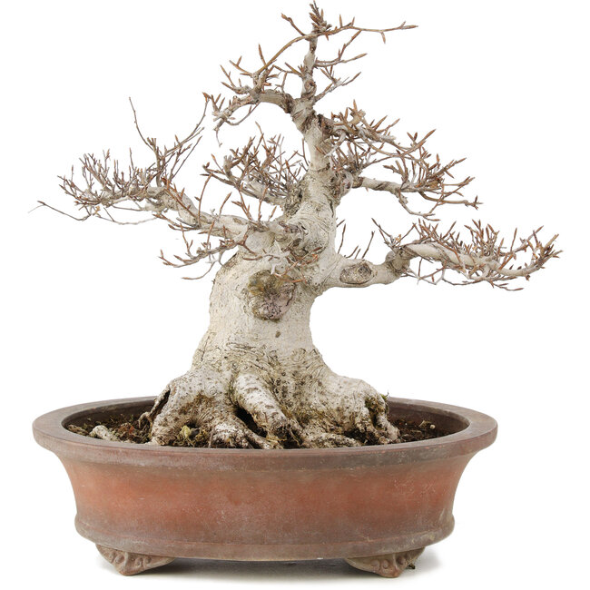 Fagus crenata, 32 cm, ± 30 years old, in a handmade Japanese pot by Zenigo