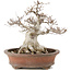 Fagus crenata, 32 cm, ± 30 jaar oud, in handgemaakte Japanse pot van Zenigo