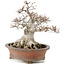 Fagus crenata, 32 cm, ± 30 jaar oud, in handgemaakte Japanse pot van Zenigo