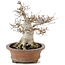 Fagus crenata, 32 cm, ± 30 jaar oud, in handgemaakte Japanse pot van Zenigo