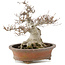 Fagus crenata, 32 cm, ± 30 ans, dans un pot japonais fait main par Zenigo