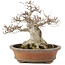 Fagus crenata, 32 cm, ± 30 years old, in a handmade Japanese pot by Zenigo