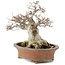 Fagus crenata, 32 cm, ± 30 jaar oud, in handgemaakte Japanse pot van Zenigo