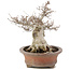 Fagus crenata, 32 cm, ± 30 anni, in un vaso giapponese fatto a mano da Zenigo