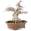 Fagus crenata, 32 cm, ± 30 Jahre alt, in einem handgefertigten japanischen Topf von Zenigo