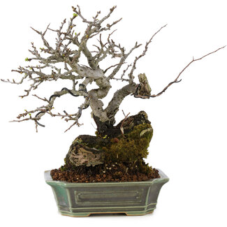 Chaenomeles speciosa, 25 cm, ± 40 ans