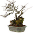 Chaenomeles speciosa, 25 cm, ± 40 jaar oud