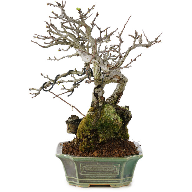 Chaenomeles speciosa, 25 cm, ± 40 anni