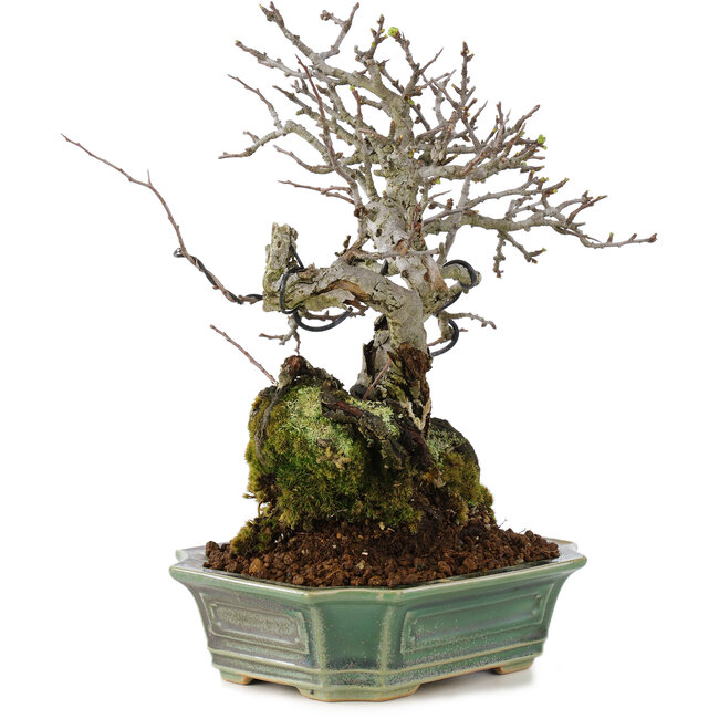 Chaenomeles speciosa, 25 cm, ± 40 años