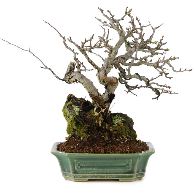 Chaenomeles speciosa, 25 cm, ± 40 Jahre alt