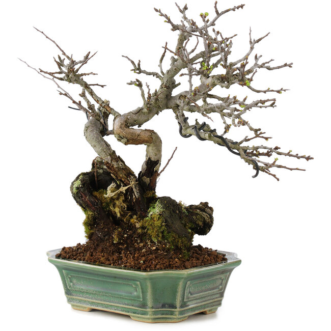 Chaenomeles speciosa, 25 cm, ± 40 anni