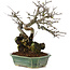 Chaenomeles speciosa, 25 cm, ± 40 jaar oud