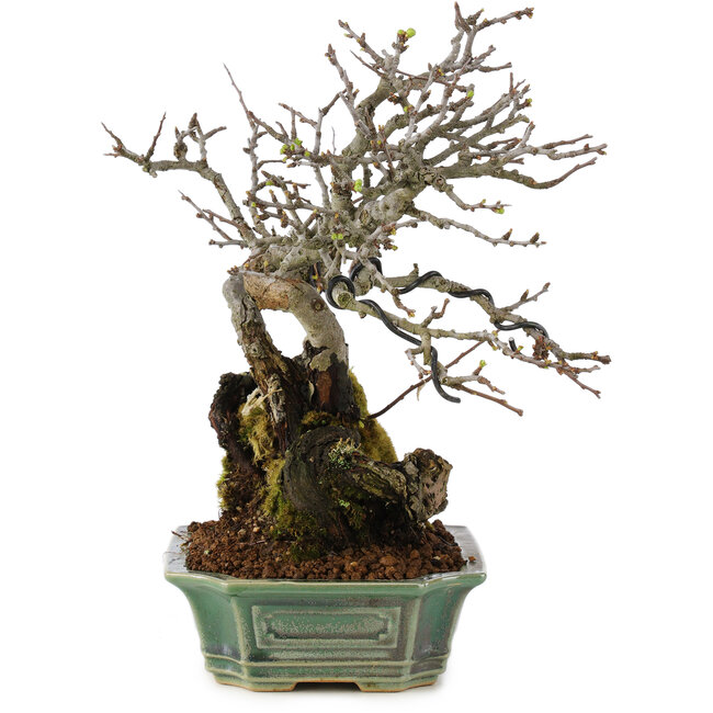 Chaenomeles speciosa, 25 cm, ± 40 anni